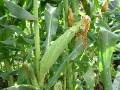 Corn Ear